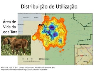 Distribuição de Utilização
Área de
Vida da
Leoa Tata
95%
50%
MACFARLANE, K. 2014. Lioness HF012 “Tata”. Kalahari Lion Research. Em:
http://www.kalaharilionresearch.org/2014/07/23/lioness-hf012-tata/
 