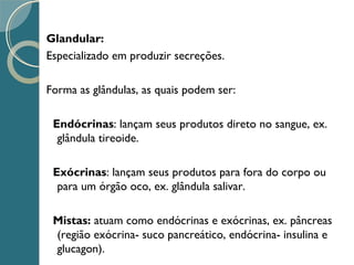 Glandular:
Especializado em produzir secreções.
Forma as glândulas, as quais podem ser:
Endócrinas: lançam seus produtos direto no sangue, ex.
glândula tireoide.
Exócrinas: lançam seus produtos para fora do corpo ou
para um órgão oco, ex. glândula salivar.
Mistas: atuam como endócrinas e exócrinas, ex. pâncreas
(região exócrina- suco pancreático, endócrina- insulina e
glucagon).
 