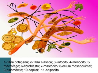 1- fibra colágena; 2- fibra elástica; 3-linfócito; 4-monócito; 5-
macrófago; 6-fibroblasto; 7-mastócito; 8-célula mesenquimal;
9-plasmócito; 10-capilar; 11-adipócito
 