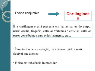 Tecido conjuntivoTecido conjuntivo Cartilaginos
o
• É um tecido de sustentação, mas menos rígido e mais
flexível que o ósseo;
• É rico em substância intercelular
É a cartilagem e está presente em várias partes do corpo:
nariz, orelha, traquéia, entre as vértebras e costelas, entre os
ossos contribuindo para o deslizamento, etc...
 