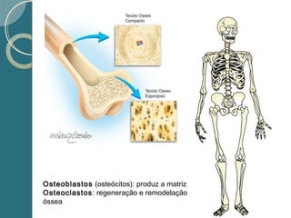 Osteoblastos (osteócitos): produz a matriz
Osteoclastos: regeneração e remodelação
óssea
 