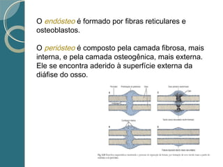 O endósteo é formado por fibras reticulares e
osteoblastos.
O periósteo é composto pela camada fibrosa, mais
interna, e pela camada osteogênica, mais externa.
Ele se encontra aderido à superfície externa da
diáfise do osso.
 