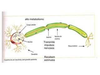 alto metabolismo
Recebem
estímulos
Transmite
impulsos
nervosos
 