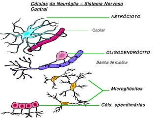 Células da Neuróglia – Sistema Nervoso
Central
ASTRÓCIOTO
Capilar
OLIGODENDRÓCITO
Bainha de mielina
Microgliócitos
Céls. ependimárias
 