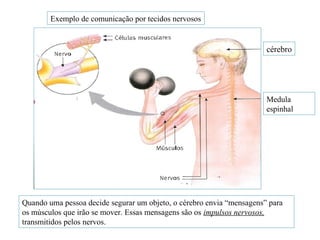 cérebro
Medula
espinhal
Exemplo de comunicação por tecidos nervosos
Quando uma pessoa decide segurar um objeto, o cérebro envia “mensagens” para
os músculos que irão se mover. Essas mensagens são os impulsos nervosos,
transmitidos pelos nervos.
 