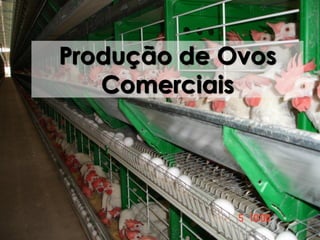 Produção de Ovos
Comerciais
 