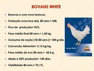 • Brancas e com ovos brancos,
• Produção ovos/ave aloj. 80 sem.= 358,
• Pico de produção= 96%,
• Peso médio final 80 sem.= 1,68 kg,
• Consumo de ração (18-80 sem.)= 108 g/dia,
• Conversão Alimentar= 2,13 kg/kg,
• Peso médio do ovo 80 sem.= 60,4 g,
• Idade a 50% produção= 140 dias,
• Viabilidade 80 sem.= 93,1%,
BOVANS WHITE
 