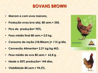 • Marrom e com ovos marrons,
• Produção ovos/ave aloj. 80 sem.= 350,
• Pico de produção= 95%,
• Peso médio final 80 sem.= 2,0 kg,
• Consumo de ração (18/80sem.)= 115 g/dia,
• Conversão Alimentar= 2,21 kg/kg MO,
• Peso médio do ovo 80 sem.= 63,8 g,
• Idade a 50% produção= 144 dias,
• Viabilidade 80 sem.= 94,2%,
BOVANS BROWN
 