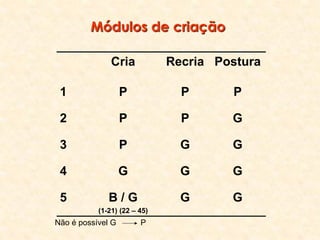 Módulos de criação
Cria Recria Postura
1 P P P
2 P P G
3 P G G
4 G G G
5 B / G
(1-21) (22 – 45)
G G
Não é possível G P
 