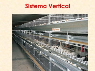 Sistema Vertical
 