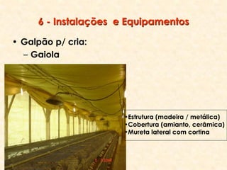 6 - Instalações e Equipamentos
• Galpão p/ cria:
– Gaiola
•Estrutura (madeira / metálica)
•Cobertura (amianto, cerâmica)
•Mureta lateral com cortina
 