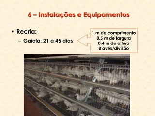 6 – Instalações e Equipamentos
• Recria:
– Gaiola: 21 a 45 dias
1 m de comprimento
0,5 m de largura
0,4 m de altura
8 aves/divisão
 
