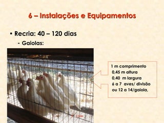 6 – Instalações e Equipamentos
• Recria: 40 – 120 dias
- Gaiolas:
1 m comprimento
0,45 m altura
0,40 m largura
6 a 7 aves/ divisão
ou 12 a 14/gaiola,
 