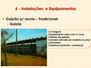6 - Instalações e Equipamentos
• Galpão p/ recria – Tradicional:
– Gaiola
3 m largura
Comprimento varia com nº aves
4 fileiras de gaiolas
Corredor elevado de madeira ou piso
cimentado
Cobertura (amianto, cerâmica)
 