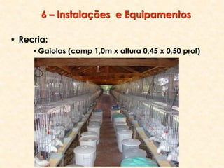 6 – Instalações e Equipamentos
• Recria:
•Gaiolas (comp 1,0m x altura 0,45 x 0,50 prof)
 
