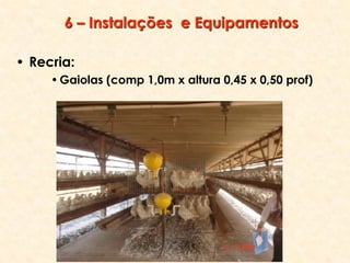 6 – Instalações e Equipamentos
• Recria:
•Gaiolas (comp 1,0m x altura 0,45 x 0,50 prof)
 