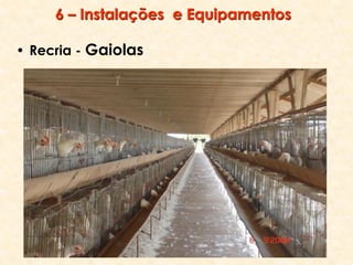 6 – Instalações e Equipamentos
• Recria - Gaiolas
 