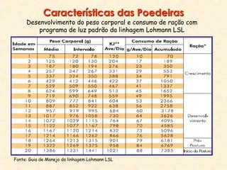 Desenvolvimento do peso corporal e consumo de ração com
programa de luz padrão da linhagem Lohmann LSL
Fonte: Guia de Manejo da linhagem Lohmann LSL
Características das Poedeiras
 