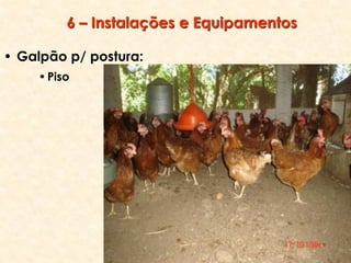 6 – Instalações e Equipamentos
• Galpão p/ postura:
•Piso
 
