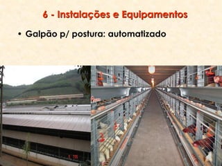 6 - Instalações e Equipamentos
• Galpão p/ postura: automatizado
 