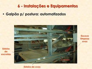6 - Instalações e Equipamentos
• Galpão p/ postura: automatizados
Escova
limpeza
ovos
Esteira
de
excretas
Esteira de ovos
 