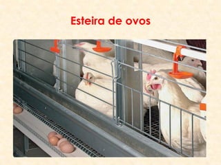 Esteira de ovos
 