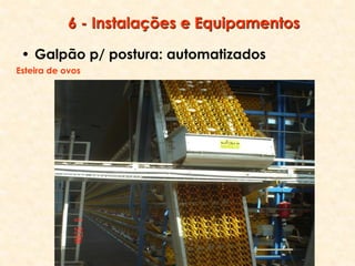 6 - Instalações e Equipamentos
• Galpão p/ postura: automatizados
Esteira de ovos
 