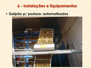 6 - Instalações e Equipamentos
• Galpão p/ postura: automatizados
 