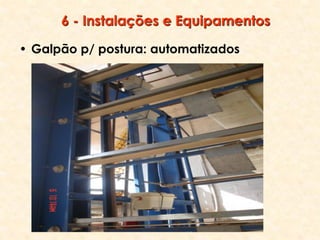 6 - Instalações e Equipamentos
• Galpão p/ postura: automatizados
 