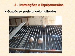 6 - Instalações e Equipamentos
• Galpão p/ postura: automatizados
 