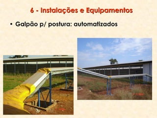 6 - Instalações e Equipamentos
• Galpão p/ postura: automatizados
 