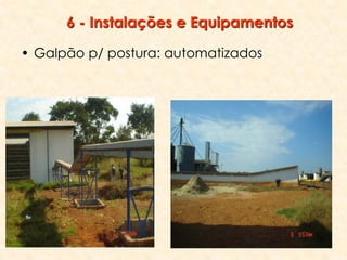 6 - Instalações e Equipamentos
• Galpão p/ postura: automatizados
 