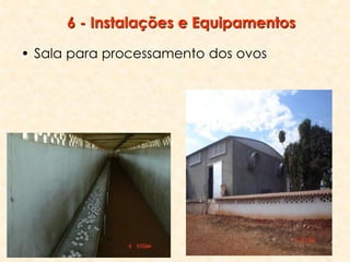 6 - Instalações e Equipamentos
• Sala para processamento dos ovos
 