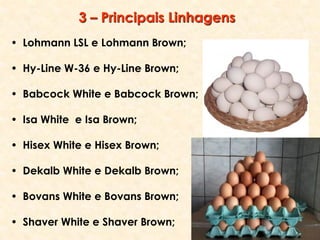 • Lohmann LSL e Lohmann Brown;
• Hy-Line W-36 e Hy-Line Brown;
• Babcock White e Babcock Brown;
• Isa White e Isa Brown;
• Hisex White e Hisex Brown;
• Dekalb White e Dekalb Brown;
• Bovans White e Bovans Brown;
• Shaver White e Shaver Brown;
3 – Principais Linhagens
 