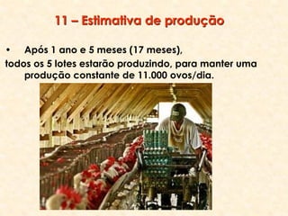 • Após 1 ano e 5 meses (17 meses),
todos os 5 lotes estarão produzindo, para manter uma
produção constante de 11.000 ovos/dia.
11 – Estimativa de produção
 