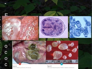 C
s
o
hi
d
á
i
c
o
n
o
c
é
e
b
o
-
E
c
h
i
n
o
c
o
c
 