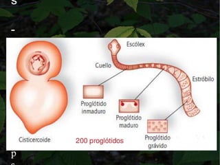 s
-
H
y
m
e
n
o
l
e
p
 