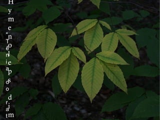 H
y
m
e
n
o
l
e
p
s
d
i
m
"
T
ê
n
i
a
d
o
r
a
t
 