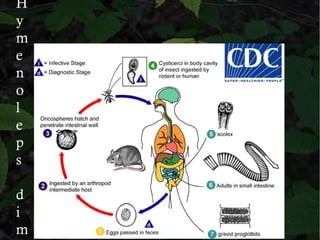 H
y
m
e
n
o
l
e
p
s
d
i
m
 