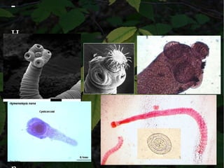 -
H
y
m
e
n
o
l
e
p
s
 