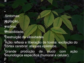 s
-
H
y
m
e
n
o
l
e
p
Sintomas:
Agitação,
insônia,
irritabilidade,
Destruição de vilosidades
Ação reflexa e liberação de toxina: excitação do
córtex cerebral: ataques epiléticos.
Grande produção de muco com ação
imunológica específica (humoral e celular).
 