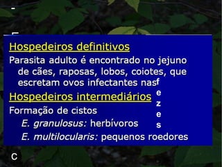 -
E
c
h
i
n
o
c
o
c
f
e
z
e
s
 