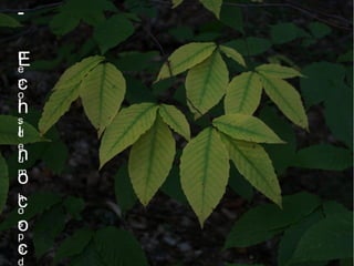 -
E
c
h
i
n
o
c
o
c
D
e
p
o
i
s
d
e
u
m
h
o
s
p
e
d
 