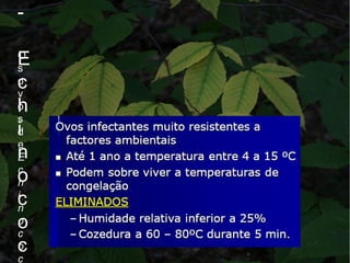 -
E
c
h
i
n
o
c
o
c
O
s
o
v
o
s
d
e
E
c
h
i
n
o
c
o
c
 