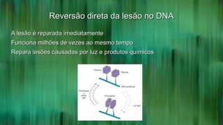 Reversão direta da lesão no DNAReversão direta da lesão no DNA
A lesão é reparada imediatamenteA lesão é reparada imediatamente
Funciona milhões de vezes ao mesmo tempoFunciona milhões de vezes ao mesmo tempo
Repara lesões causadas por luz e produtos químicosRepara lesões causadas por luz e produtos químicos
 