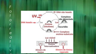 F
o
t
o
r
r
e
a
t
i
v
 