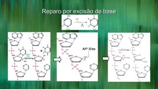 Reparo por excisão de baseReparo por excisão de base
 