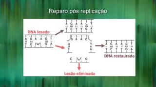 Reparo pós replicaçãoReparo pós replicação
 