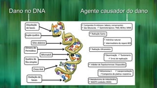 Dano no DNA Agente causador do danoDano no DNA Agente causador do dano
 
