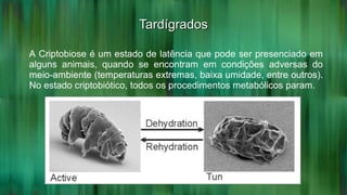 TardígradosTardígrados
A Criptobiose é um estado de latência que pode ser presenciado em
alguns animais, quando se encontram em condições adversas do
meio-ambiente (temperaturas extremas, baixa umidade, entre outros).
No estado criptobiótico, todos os procedimentos metabólicos param.
 